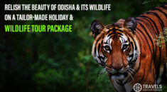 Orissa wildlife tour packages