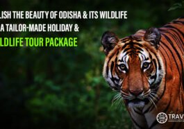 Orissa wildlife tour packages