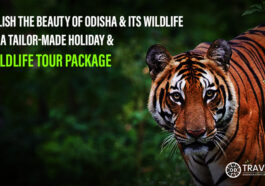 Orissa wildlife tour packages