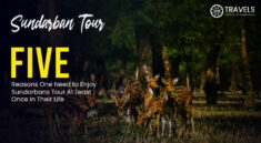 sundarban tour package