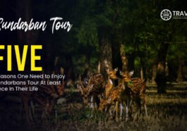 sundarban tour package
