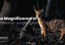 Sundarban Jungle Safari