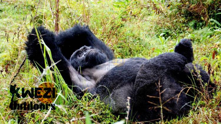 Uganda gorilla safari