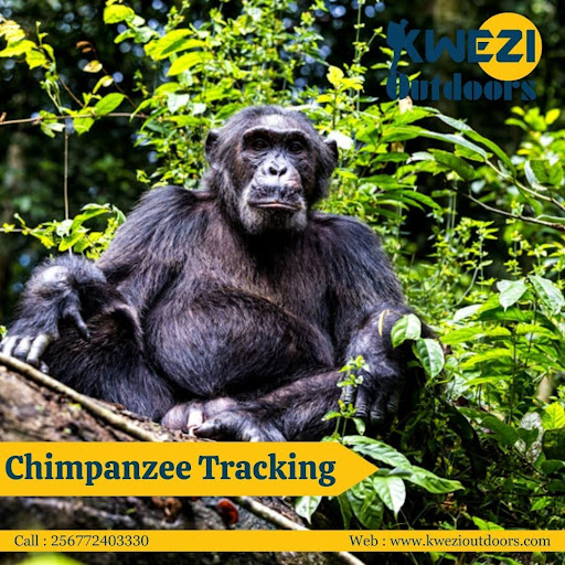 Chimpanzee Tracking