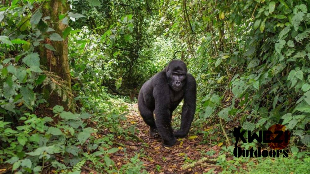 Gorilla Trekking