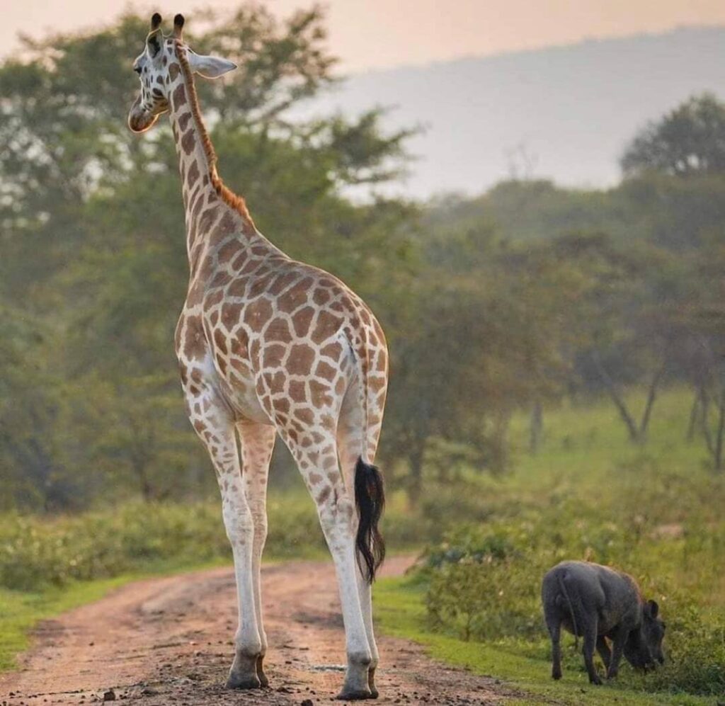 Nature Nest Safaris