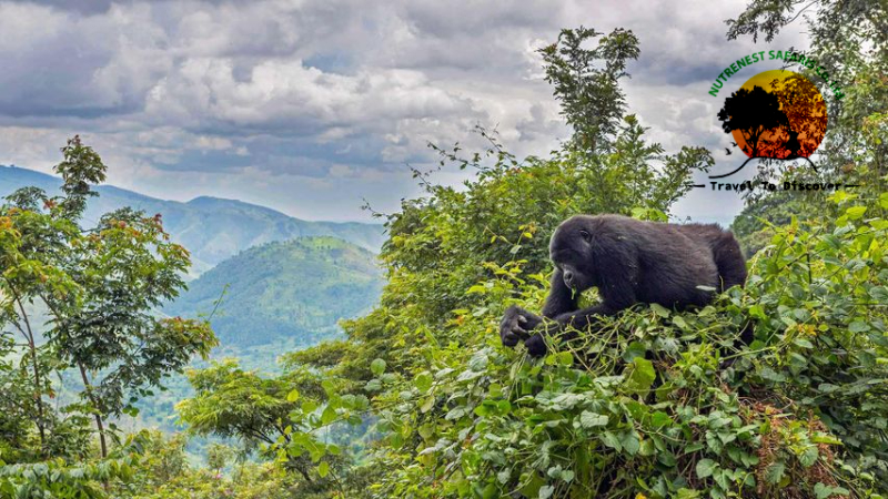 Gorilla Tracking Bwindi
