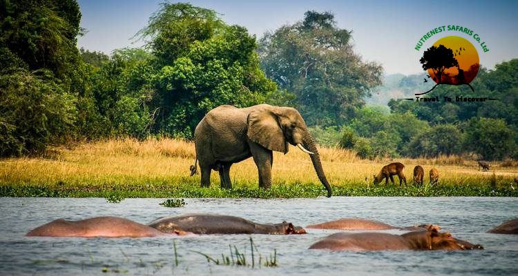 Uganda Wildlife Safaris