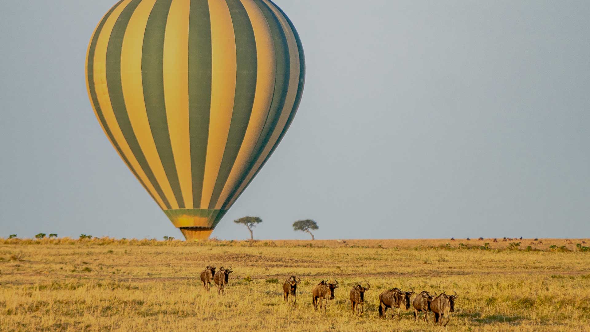 Hot Air Balloon