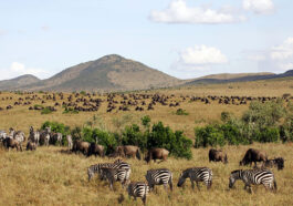 budget Masai Mara safari