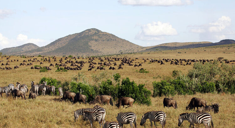 budget Masai Mara safari