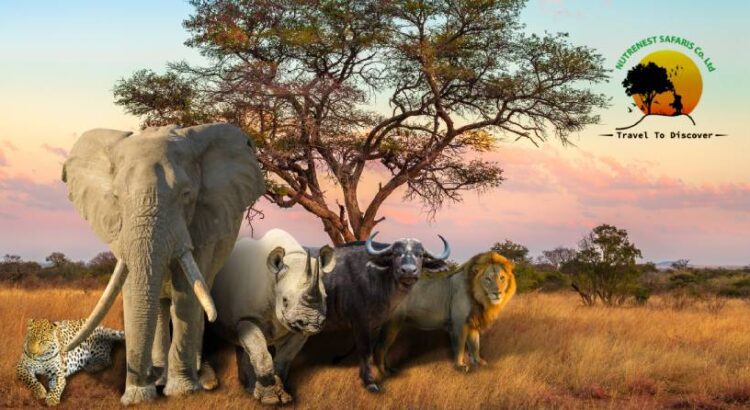 Big-5-Kenya-Safari