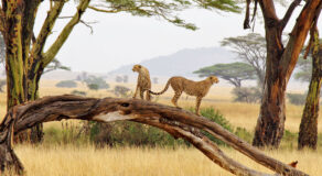 safari in Tanzania