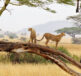 safari in Tanzania