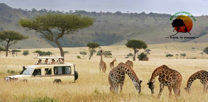Uganda Safaris