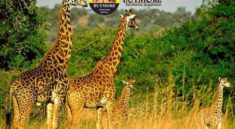 Masai Mara Safari Planning