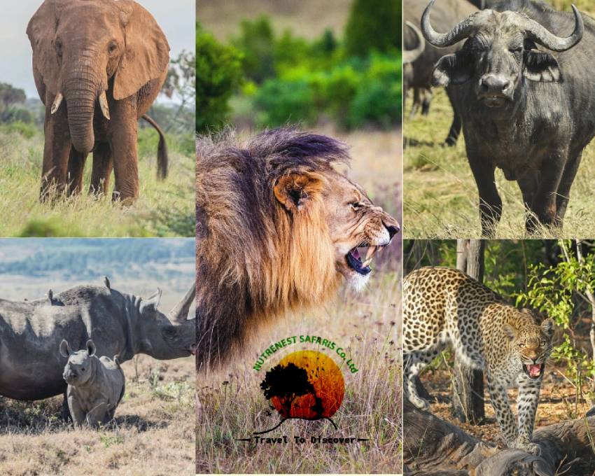 Big-5 safari tour