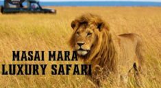 Masai Mara Luxury Safari