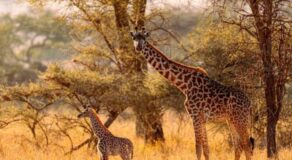 Luxury Safari in Kenya