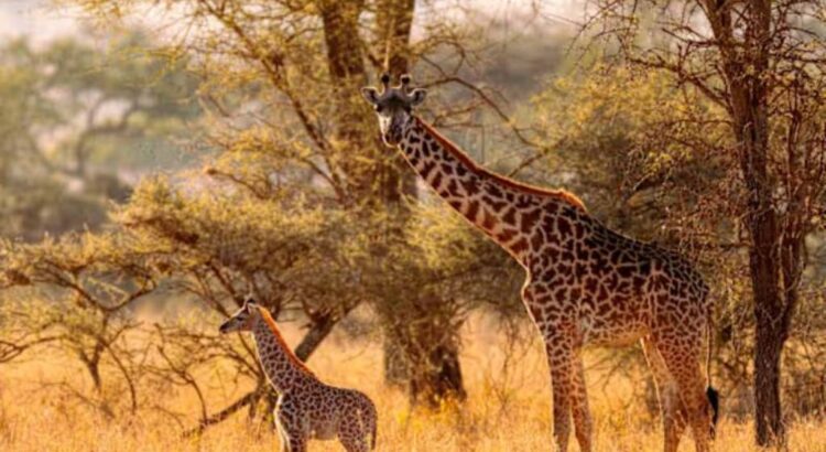 Luxury Safari in Kenya