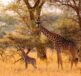 Luxury Safari in Kenya