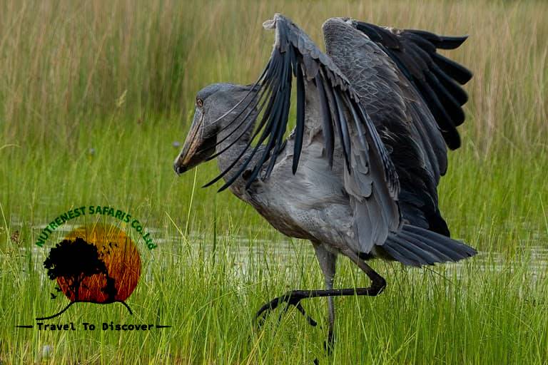 Mabamba Birding Safari