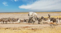 African Safari Tours Kenya