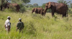 East Africa Safari
