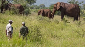 East Africa Safari