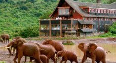 Luxury Lodge Safari in Kenya