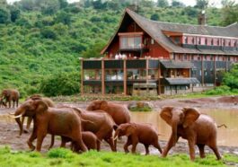 Luxury Lodge Safari in Kenya