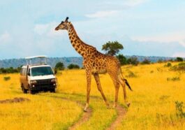 Masai Mara Big Five Safaris