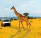Masai Mara Big Five Safaris