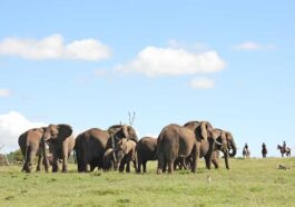 Game Reserves in Kenya