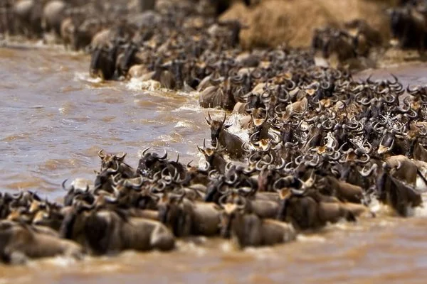 East Africa Safari & Coast