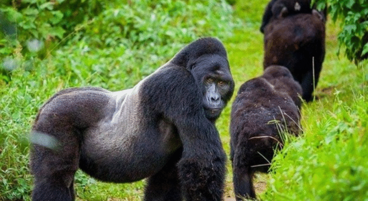 gorilla safari tour, Mountain Gorillas, Rwanda gorilla safari tour, Safari Tour, tour, Tourism, travel, wildlife safari