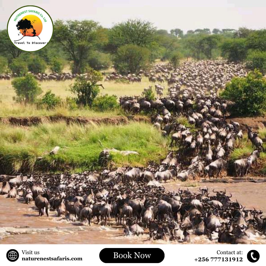 Maasai Mara tour