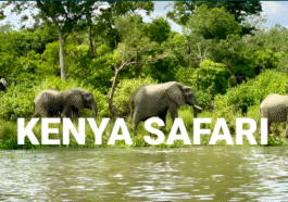kenya safari