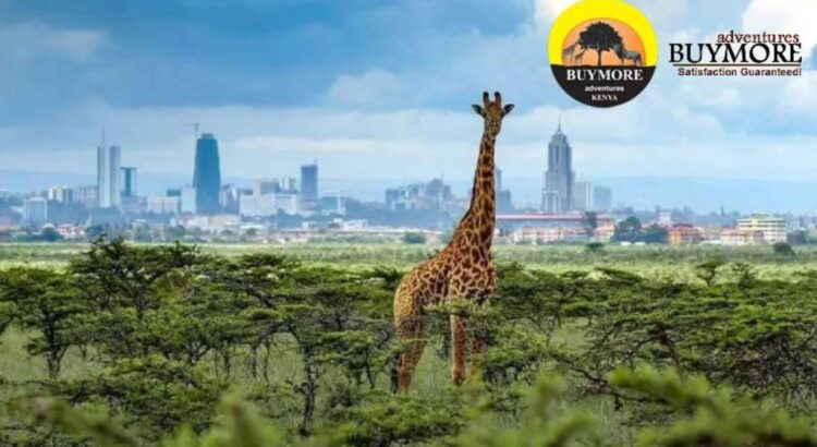 Nairobi Day Tour Excursions