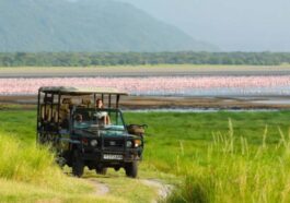 Tanzania Safaris