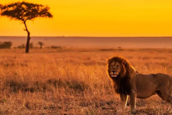 East Africa Safari & Coast