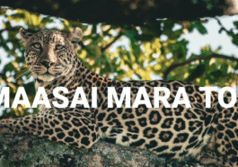 Masai mara