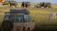 4x4 safari vehicle