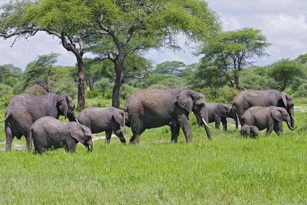 African Safari Tours