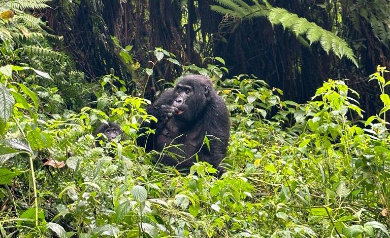 Gorilla Trekking Bwindi