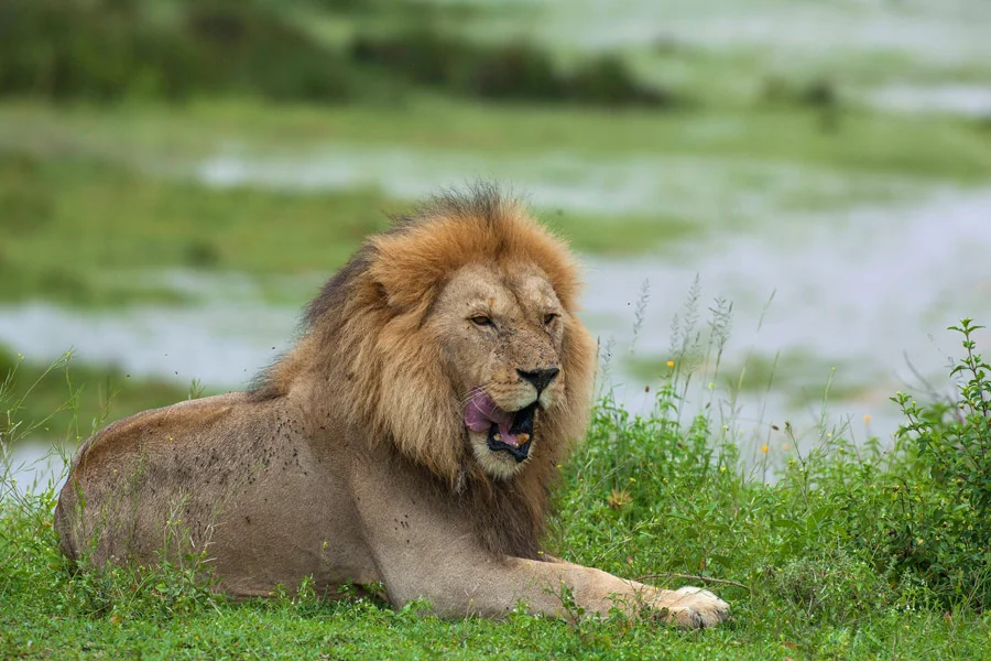 African Safari Tours