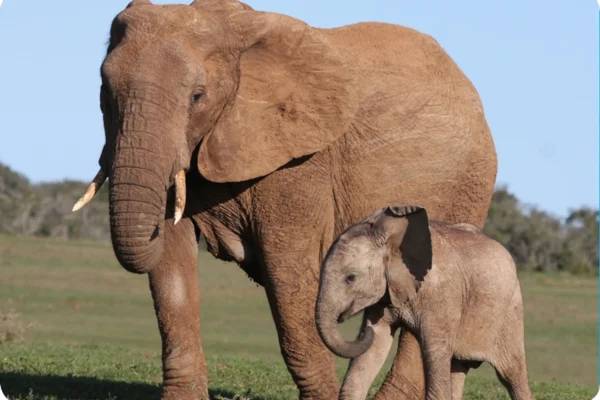 African Safari Tours